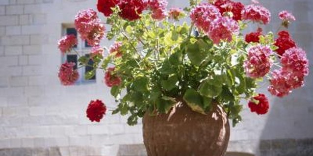 Hemera Technologies/AbleStock.com/Getty Images Combine geraniums with other plants for interest.