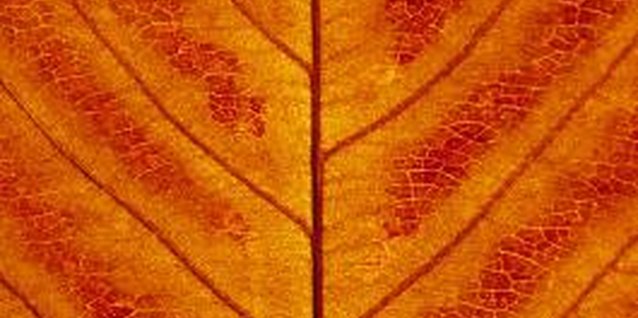 Goodshoot/Goodshoot/Getty Images Intensity of fall color depends sunlight, cold weather and soil moisture.