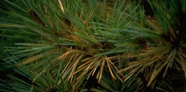Jupiterimages/Photos.com/Getty Images Loss of needles may signal a water problem, insect infestation or disease.