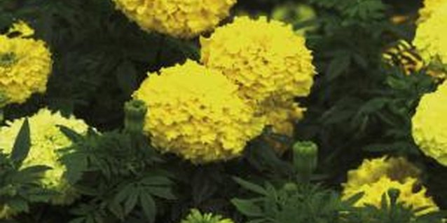 Medioimages/Photodisc/Photodisc/Getty Images African marigolds can reach the size of a small bush with proper care.