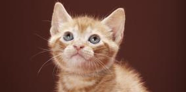 Martin Poole/Digital Vision/Getty Images Cats can be good pets for families with young children.