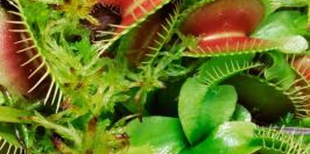 Jupiterimages/Photos.com/Getty Images Flytraps need plenty of moisture to grow.