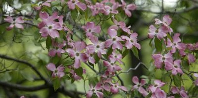 Comstock/Comstock/Getty Images Flowering dogwoods bloom in early spring.