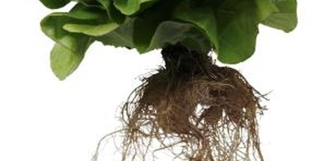 Jupiterimages/Comstock/Getty Images Hydroponics is a water-based growing system.