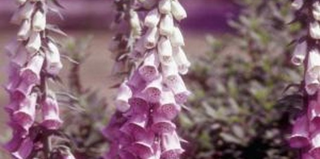 Medioimages/Photodisc/Photodisc/Getty Images Depending upon the specific variety, foxgloves produce purple, white, yellow or pink blooms.