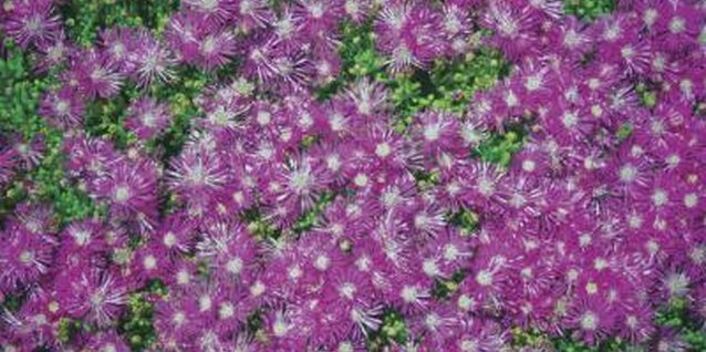 Medioimages/Photodisc/Photodisc/Getty Images Ice plant adds color to a flagstone walkway.
