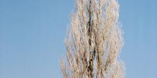 Photos.com/Photos.com/Getty Images The Lombardy poplar has a taller, more columnar form than the true species.