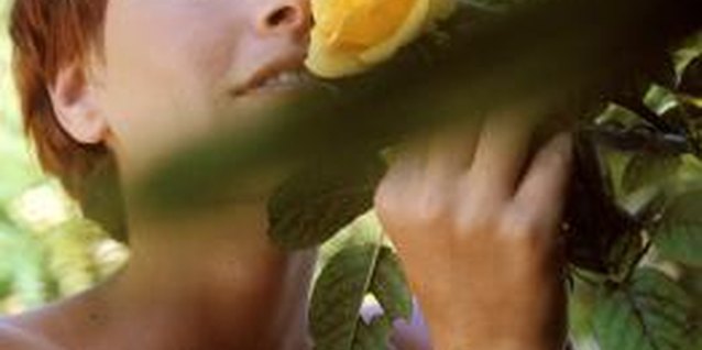 Pixland/Pixland/Getty Images Climbing roses are susceptible to damage from diseases and pests.