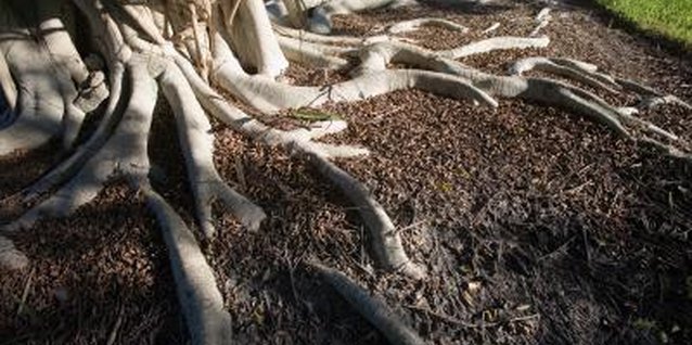 Jupiterimages/Photos.com/Getty Images Root suckers take water and nutrients from the rest of the tree.