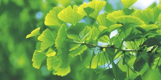Jupiterimages/Photos.com/Getty Images Ginkgo trees belong to a classification of trees known as "Gymnosperms," which translates to "naked seed" in Greek.