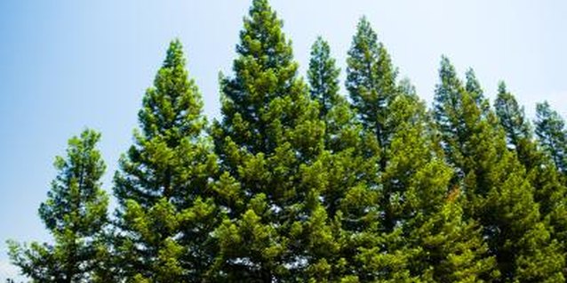 Jupiterimages/Photos.com/Getty Images Most pine trees live between 100 and 1,000 years.