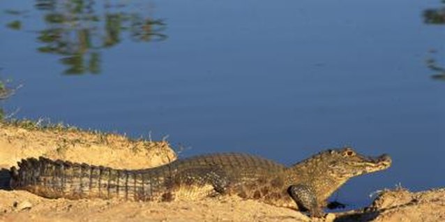 Jupiterimages/liquidlibrary/Getty Images Show your preschooler pictures of crocodiles and their habitat.