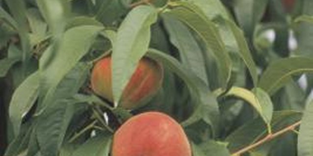 Comstock/Comstock/Getty Images Peaches have specific temperature requirements for successful fruit production.