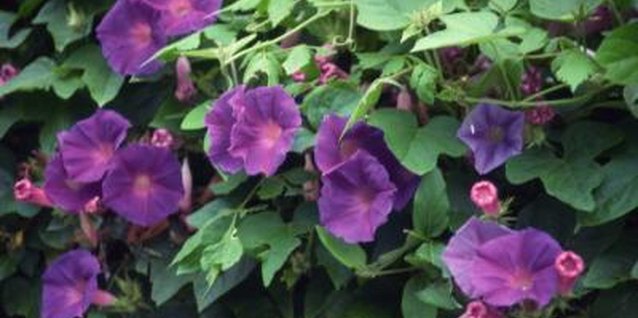 Jupiterimages/Comstock/Getty Images Morning glories thrive in full sunlight.