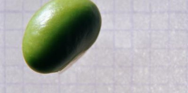 Ryan McVay/Photodisc/Getty Images Edamame are traditionally eaten lightly steamed and salted.