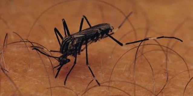 Stockbyte/Stockbyte/Getty Images Mosquitoes can carry harmful diseases such as West Nile virus.