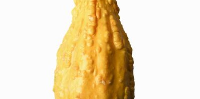 Stockbyte/Valueline/Getty Images Yellow squash is harvested before its skin hardens.