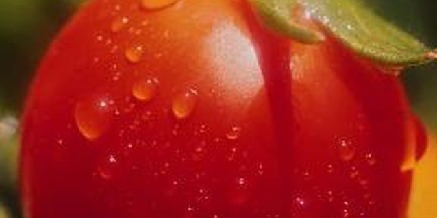 Digital Vision./Digital Vision/Getty Images Healthy tomatoes withstand infestations better than unhealthy plants.