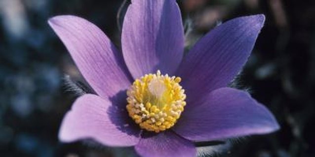 Hemera Technologies/AbleStock.com/Getty Images Pulsatilla is native to Europe, often found growing naturally in parts of France, Sweeden, Great Britain and the Ukraine.
