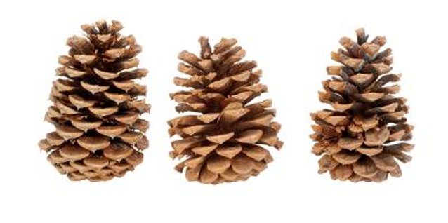 Jupiterimages/PhotoObjects.net/Getty Images Collect a bag of these for your child's next Christmas project.