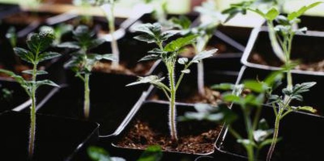 Ryan McVay/Photodisc/Getty Images Plant small seedlings in the grow bag at the same depth as the root ball.
