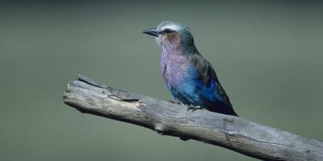 Anup Shah/Digital Vision/Getty Images Insert branches into drilled holes in a post to create bird perches.