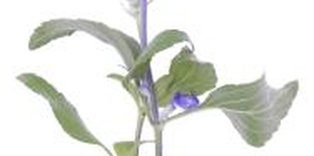 Hemera Technologies/PhotoObjects.net/Getty Images Cool colors make a garden look larger and create a calm, airy effect.