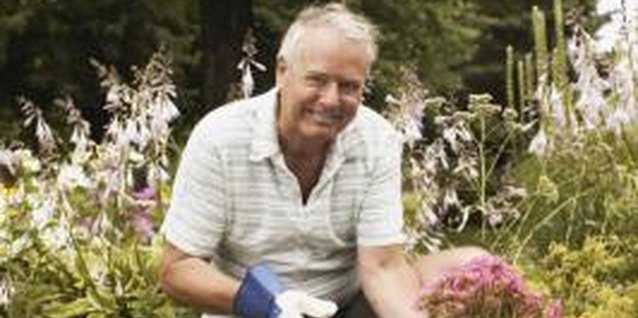 Brand X Pictures/Brand X Pictures/Getty Images Keep outdoor flowers healthy to prevent pests and problems.