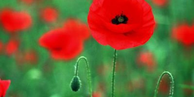 John Foxx/Stockbyte/Getty Images Cup-shaped flowers can reach 6 inches in diameter.
