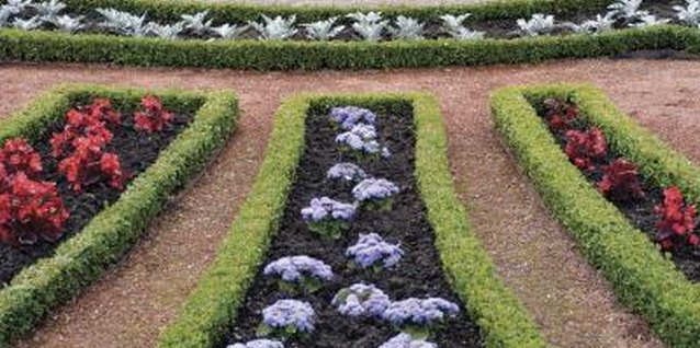 Medioimages/Photodisc/Photodisc/Getty Images Boxwoods are the classic hedge plant of formal gardens.