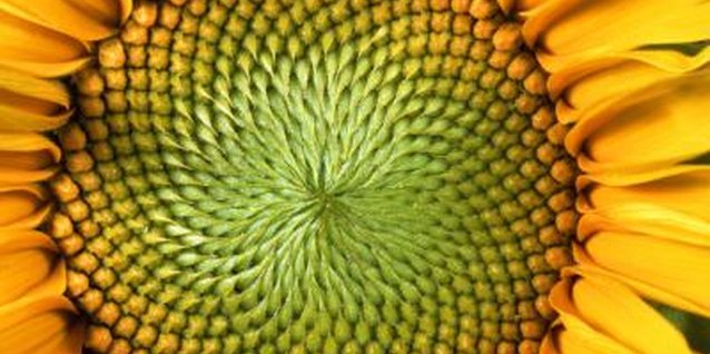 John Foxx/Stockbyte/Getty Images Seed-bearing sunflowers are easy to grow and maintain.