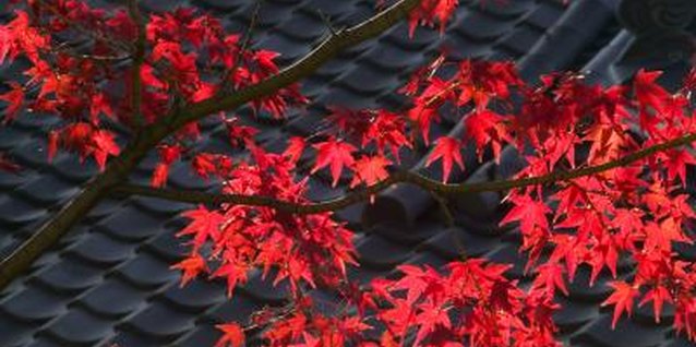 Art Wolfe/Photodisc/Getty Images The leaves of the lace leaf maple can be red or green.
