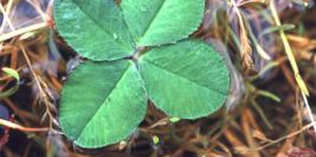 John Foxx/Stockbyte/Getty Images Clover is easily established by broadcasting seed.