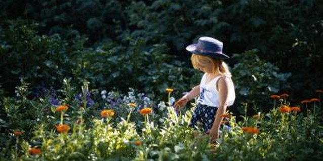 David De Lossy/Photodisc/Getty Images Deadhead marigolds now for mounds of color next summer.