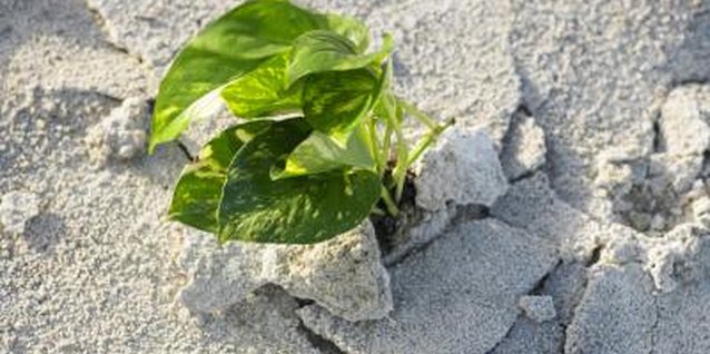 Siri Stafford/Photodisc/Getty Images Dry soil may cause problems for golden pothos.