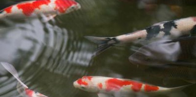 Art Wolfe/Digital Vision/Getty Images Add floating plants to the koi pond to give fish protection and to add visual appeal.