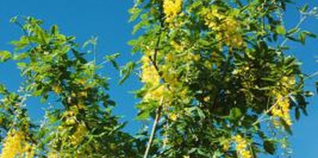 Photos.com/Photos.com/Getty Images Flowers on the golden chain tree are bright yellow.