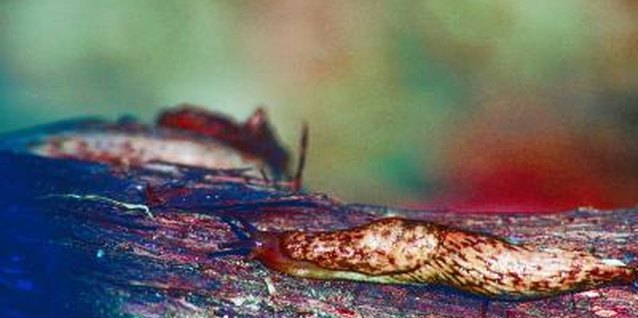 Jupiterimages/Photos.com/Getty Images Slugs requirely constantly damp conditions to survive.