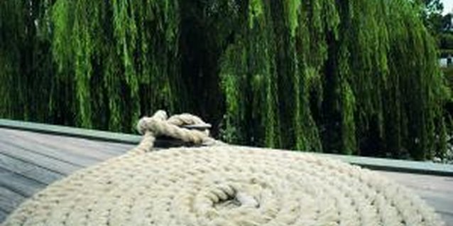 Jupiterimages/liquidlibrary/Getty Images Weeping willows do well near water.