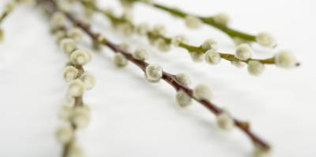 Polka Dot Images/Polka Dot/Getty Images Fuzzy pussy willow branches make lovely Easter wreaths.
