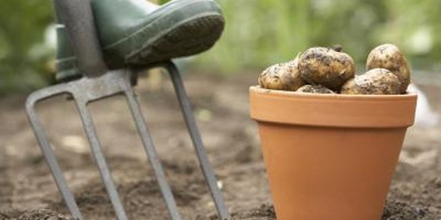 BananaStock/BananaStock/Getty Images Home grown “Yukon Gold” potatoes have more flavor than store-bought potatoes.