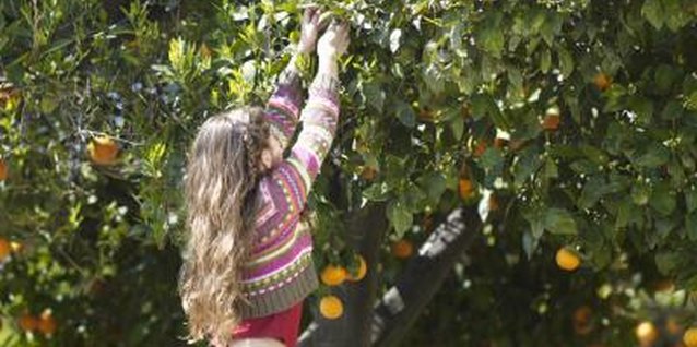 Nick White/Digital Vision/Getty Images Many citrus trees have thorns, but thornless varieties are frequently available.