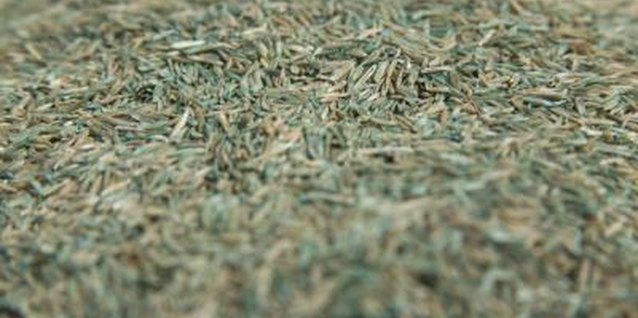 Jupiterimages/liquidlibrary/Getty Images Preparing the soil for your seeds means using a garden rake.