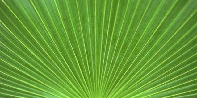 John Foxx/Stockbyte/Getty Images Individual Mediterranean fan palm leaves range in color from blue-green, yellow-green or medium green.