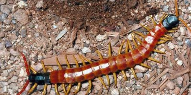 Jupiterimages/Photos.com/Getty Images Spectracide Bug Stop for Gardens controls centipedes when used properly.