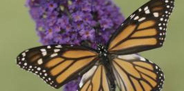 Comstock/Comstock/Getty Images Hundreds of tiny blossoms act as a magnet for butterflies.