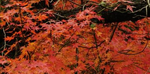 Jupiterimages/Photos.com/Getty Images Japanese maple foliage grows in a range of colors, from clear yellow to almost black.