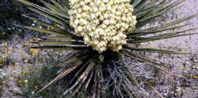 Jupiterimages/Photos.com/Getty Images Yucca is hardy but still contends with a few pests.