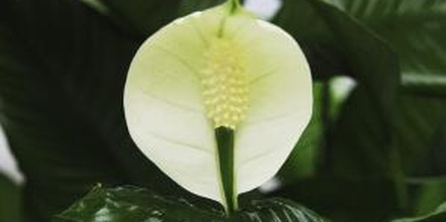 Medioimages/Photodisc/Valueline/Getty Images Shiny, clean peace lily leaves complement the sophisticated white flowers.