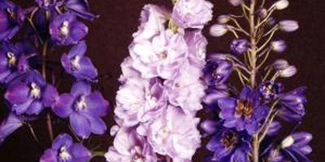 Jupiterimages/Photos.com/Getty Images Hybrid delphiniums grow best in the mountain regions of North Carolina.